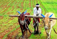 बीमार होती मिट्टी का इलाज: ढैंचा के साथ नई सोच और नए प्रयोग