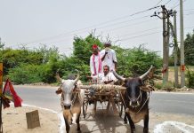 सपा कार्यकर्ता सम्मान समारोह में गरजे नरेश उत्तम, महंगाई के विरोध में बैलगाड़ी से पहुंचे नेता