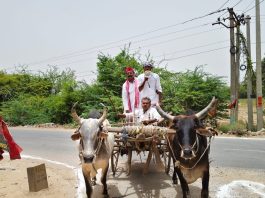 सपा कार्यकर्ता सम्मान समारोह में गरजे नरेश उत्तम, महंगाई के विरोध में बैलगाड़ी से पहुंचे नेता